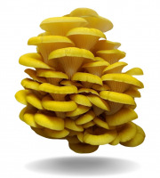 Naturélium - Le pleurote jaune 1kg
