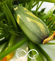 Nature et Saveurs - Ferme Aquaponique et Permacole Astérienne - Courgette Greyzini