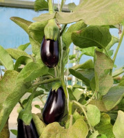 Le Pré de la Rivière - Aubergine bio 800g - Origine France
