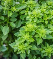Maison Argentain - Basilic Grec - 70g