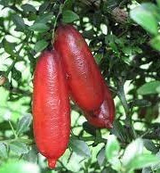 L'OLIVERAIE DU COUDON - Citron Caviar - 150g