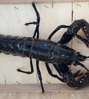 Le Termer - Homard Bleu Vivant 600grs