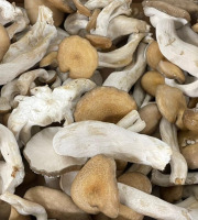 Naturélium - Le shimeji brun 500g