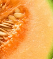 Maréchal Fraicheur - Melon
