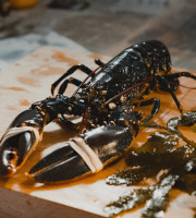 Thalassa Tradition - Homard Vivant Normandie - 800/1000g - 1 pièce