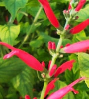 Nature et Saveurs - Ferme Aquaponique et Permacole Astérienne - Fleurs de Sauge Ananas