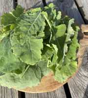 Ferme Sinsac - Bouquet de jeunes feuilles de chou de daubenton