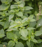 Maison Argentain - Basilic Anais - 70g