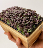 Horssol - Ferme urbaine - Micro-pousse de Shiso pourpre x4 barquettes