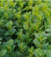 Les Herbes du Roussillon - Menthe fraîche 25kg