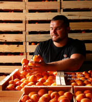 Gobert, l'abricot de 4 générations - Abricots 12kg