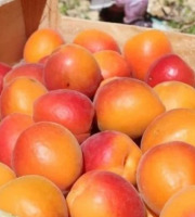 Domaine Reverchon - Abricots du Vaucluse 10Kg