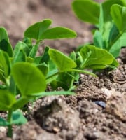 Nature et Saveurs - Ferme Aquaponique et Permacole Astérienne - Semis de Petit Pois Variété Douce Provence