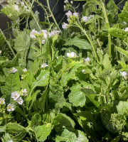 Naturélium - Roquette Wasabi sauvage