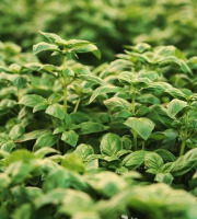 Les Herbes du Roussillon - Basilic frais - 20kg