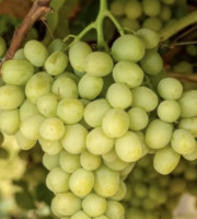 L'OLIVERAIE DU COUDON - RAISIN BLANC 5kg