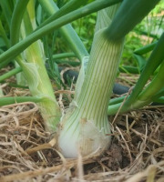 La Ferme de Goas Per - Oignon blanc bio - 1 botte