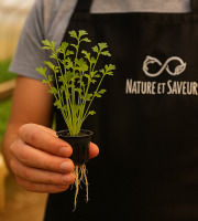 Nature et Saveurs - Ferme Aquaponique et Permacole Astérienne - Cresson alénois en pot vivant – fraîcheur longue durée