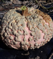 Ferme de Cernunnos - Courge Galeuse d'Eysine de 10 kg minimum