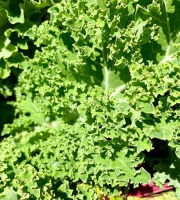 ChâteauFer - Chou Kale - Vert frisé 1kg