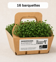 Ma Micropousse culinaire - Micro-pousses bio de brocoli Calabrese – 16 barquettes