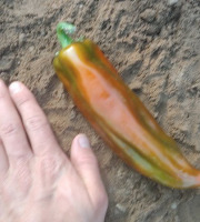 HERBA HUMANA - Piment Numex Big Jim - 100g