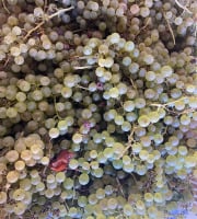 Des Poules et des Vignes à Bourgueil - Raisins Chasselas