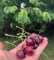 Des Poules et des Vignes à Bourgueil - Cerises de Touraine