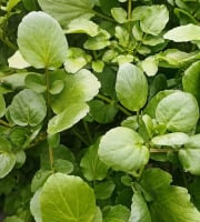 Nature et Saveurs - Ferme Aquaponique et Permacole Astérienne - Cresson de Fontaine (Bouquet Frais)