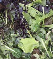 Ferme Sinsac - Mesclun de jeunes pousses de salades Bio