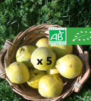 LES JARDINS DE KARINE - Coing frais - 5kg