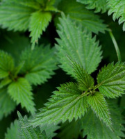 Naturélium - Ortie sauvage - botte de 300g