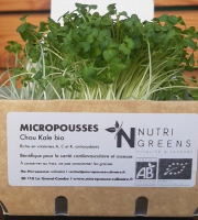 Ma Micropousse culinaire - Micro pousses de chou kale Bio 8 barquettes