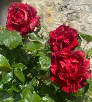 Des Poules et des Vignes à Bourgueil - Pétales de rose