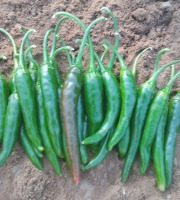 HERBA HUMANA - Piment Jwala - 172g