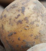 Mon Petit Producteur - Pomme De Terre Bio CHARLOTTE - Variété À Chair Ferme [2,5 kg]