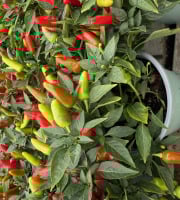 L’Oliveraie du Coudon - LOT DE 4 POTS DE PIMENTS DIVERS