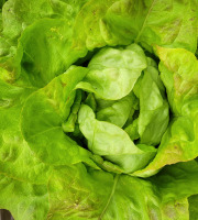Les Jardins de Gérard - Salade Laitue pommée Bio