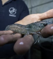 Eauzons ! - Crevettes Vannamei (tropicales,  aquaponie eau salée)