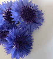 Rébecca les Jolies Fleurs - Fleurs de bleuet