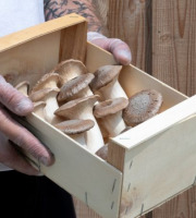 Les Myconautes - Pleurotes panicaut Bio - Cagette 1kg