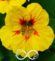 Nature et Saveurs - Ferme Aquaponique et Permacole Astérienne - Capucine comestible — Fleur poivrée aux couleurs du soleil