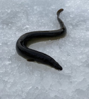 Pêcheur Toni  Micheau - Anguilles Jaunes Sauvages 500g - Entières (3 À 6 Pièces)