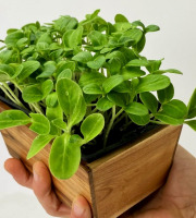 Horssol - Ferme urbaine - Micro-pousse de Bourrache x4 barquettes