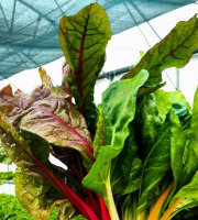 Nature et Saveurs - Ferme Aquaponique et Permacole Astérienne - Blette Mélange - 5 kg