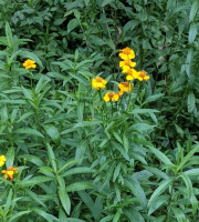 Nature et Saveurs - Ferme Aquaponique et Permacole Astérienne - Estragon du Mexique frais – Bouquet parfumé unique