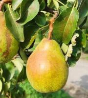 Nature et Saveurs - Ferme Aquaponique et Permacole Astérienne - Poire Comice — fondante et intensément aromatique