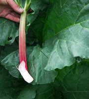 Maison Argentain - Rhubarbe - 900g
