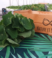 Nature et Saveurs - Ferme Aquaponique et Permacole Astérienne - Capucine Grande Feuille — Le piquant généreux du Périgord