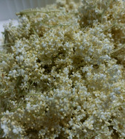 Rébecca les Jolies Fleurs - Fleurs de sureau